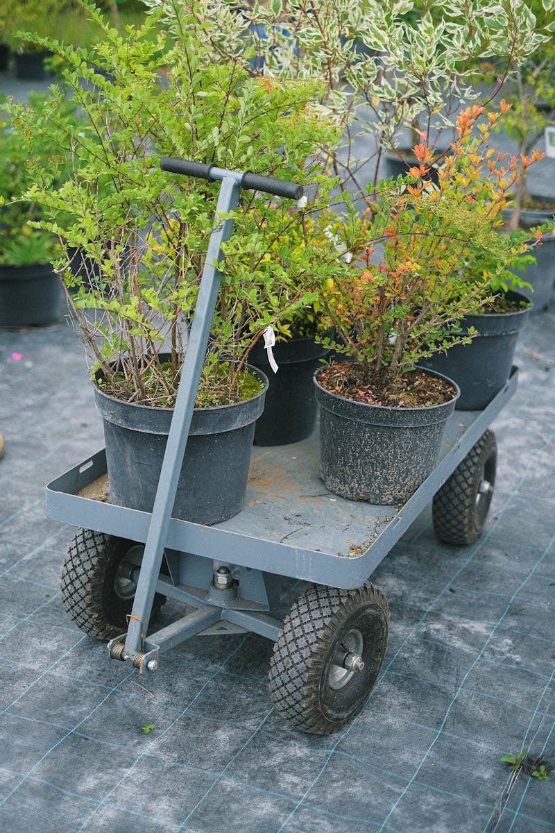 Garden plants and supplies at Hahn Hardware in Hartford Wisconsin