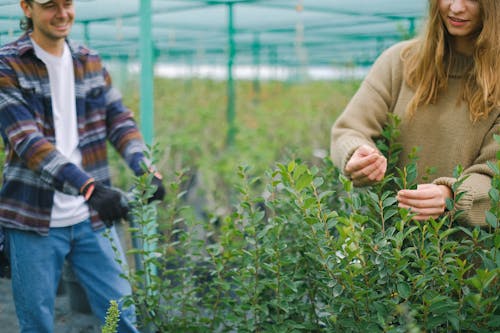 Crop farmers working with green seedlings growing in greenhouse and smiling during occupation together