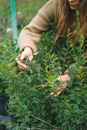 Female gardener examining seedlings in greenhouse