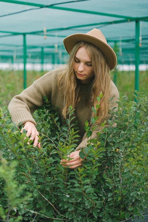 Serious woman working in hothouse with plants with green foliage cultivating for landscaping