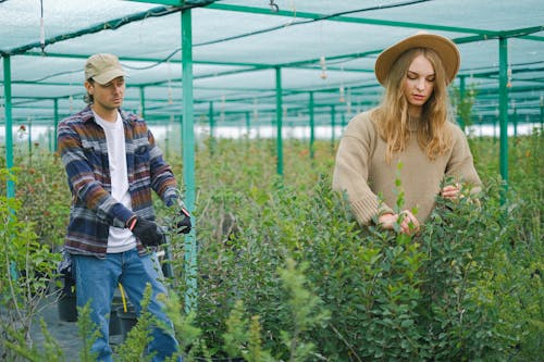 Gardeners taking care of various plants in greenhouse