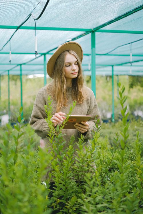 Free Woman in hat standing with tablet for finding digital information about plants cultivating in greenhouse Stock Photo