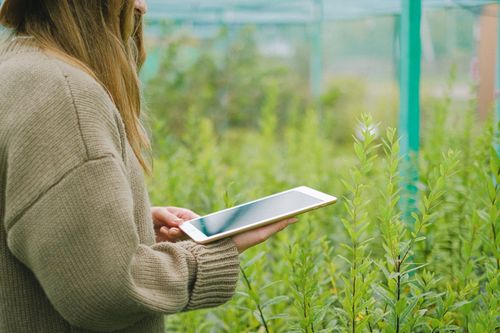 Free Side view of crop anonymous woman browsing modern tablet while standing among green plants in greenhouse Stock Photo