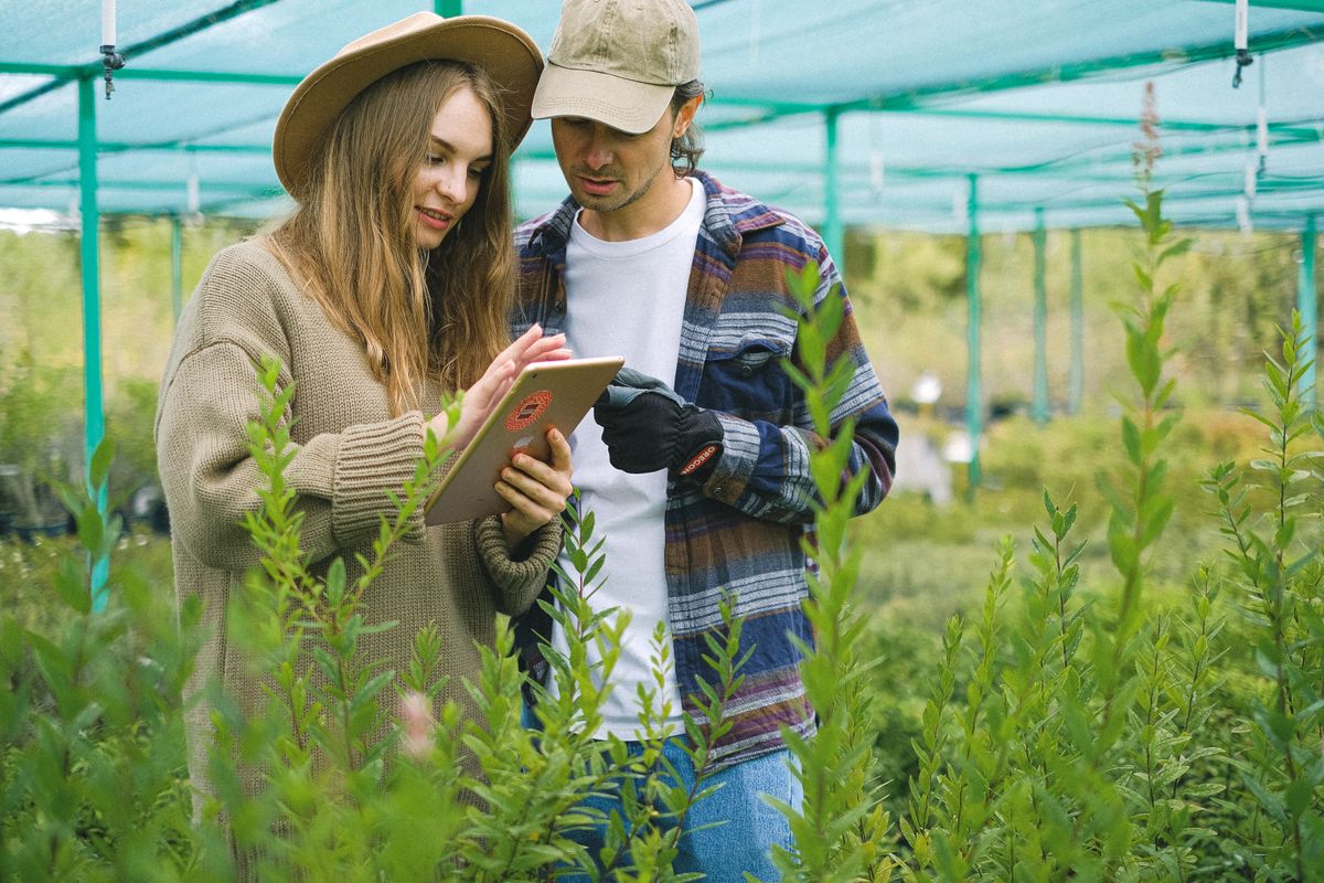 Operación agrícola con personal revisando cultivo