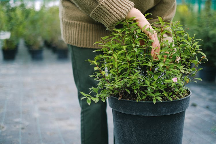 Female Gardener Planting Seedling In Pot In Greenhouse