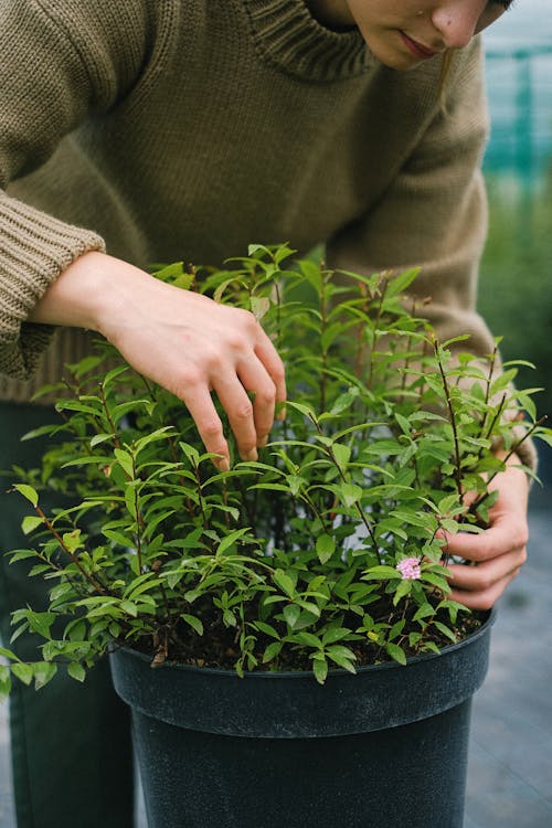 Crop woman taking care of potted plant with green foliage while working in hothouse