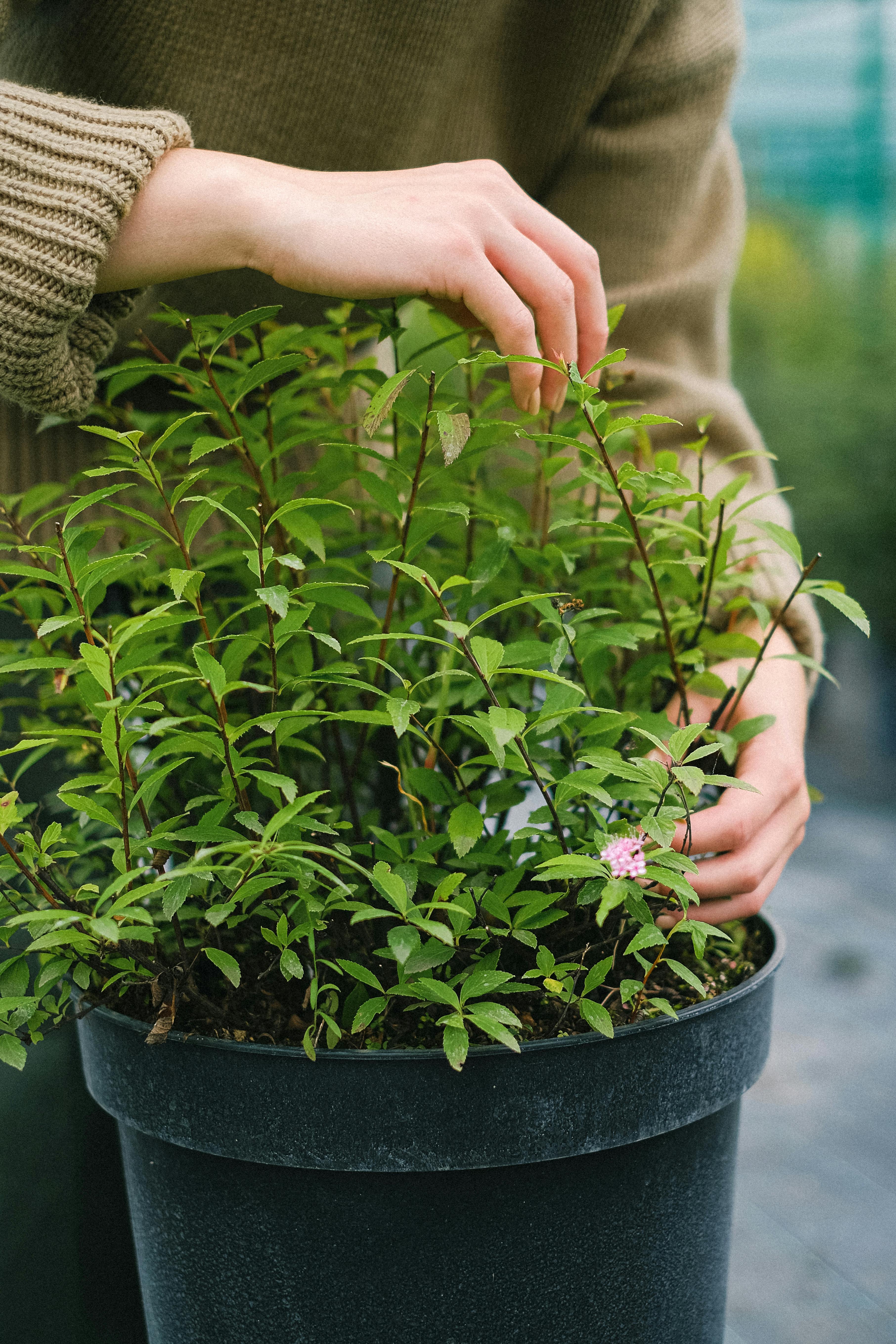 Crop anonymous female gardener planting seedling with green foliage in pot while working in greenhouse