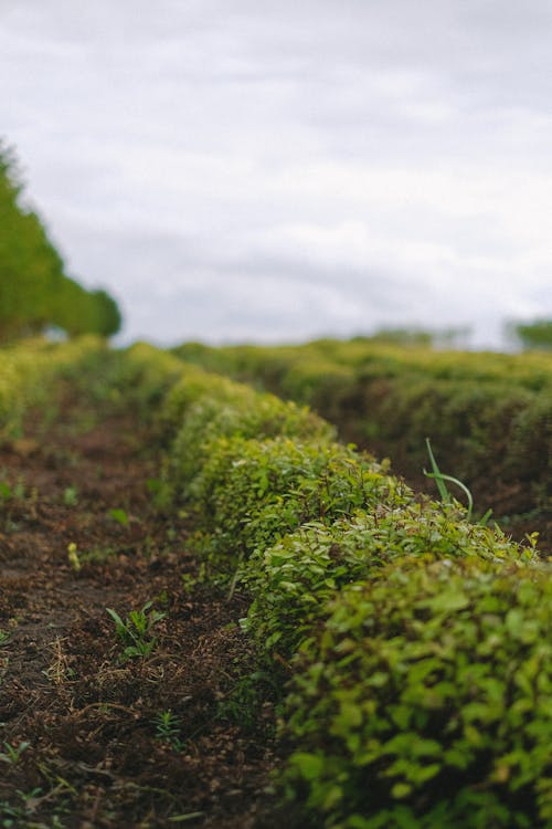 Rows of lush greenery cultivated in field in village farmland in cloudy day