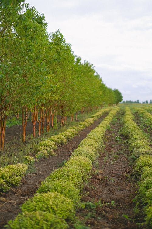 Rows of green plants and trees growing on fertile soil of field in farm