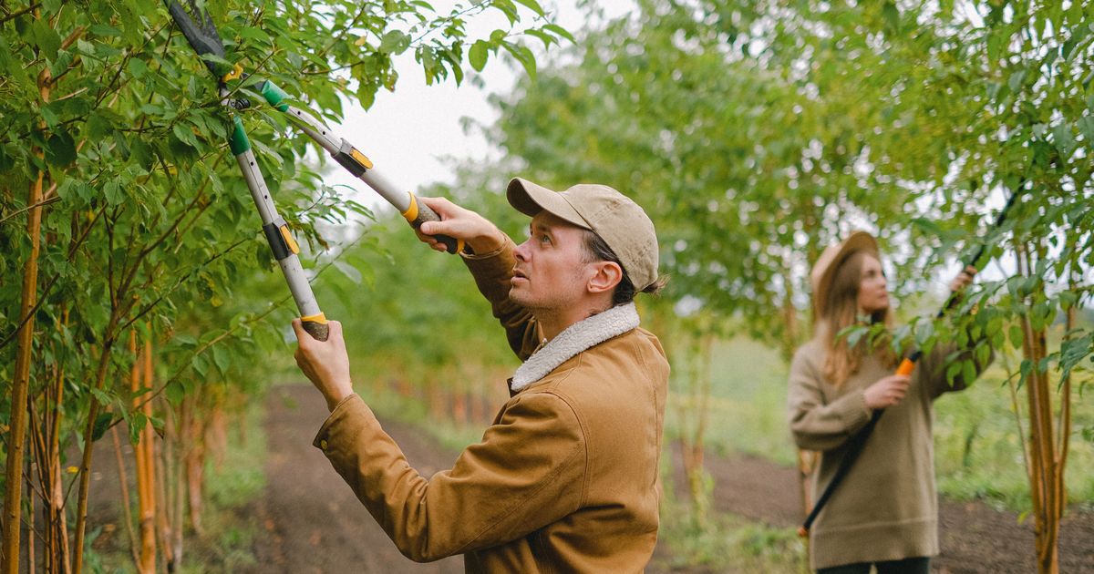 A man pruning an orchard tree with long-handled loppers