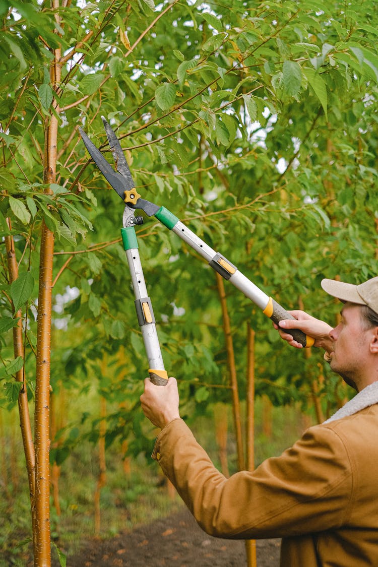 Gardener Cutting Branches Of Tree With Secateurs