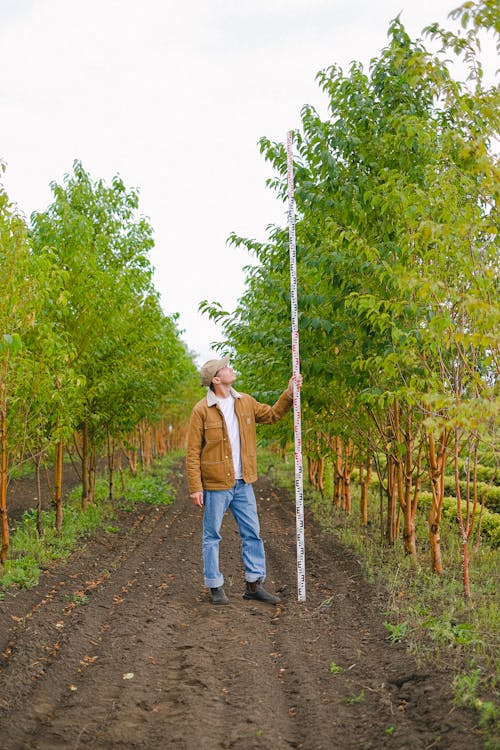Gardener measuring height of trees in garden
