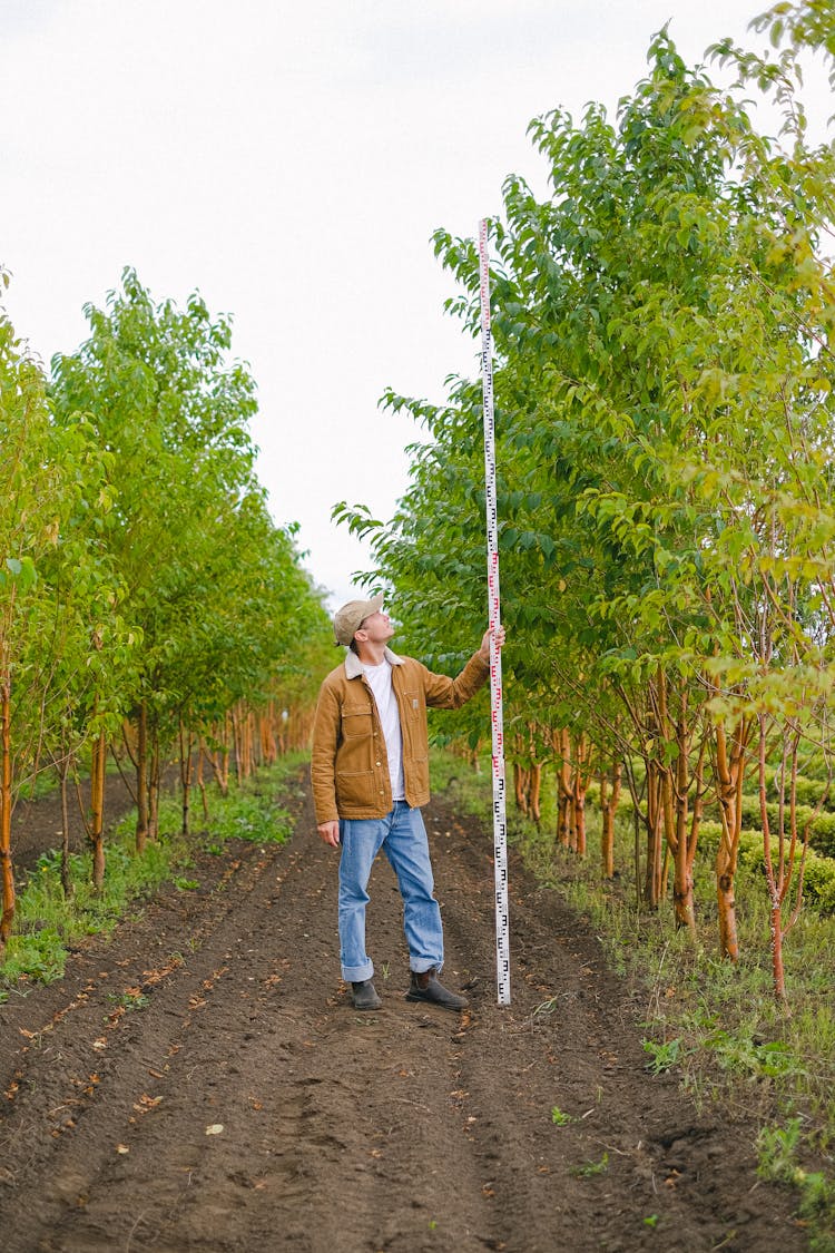 Gardener Measuring Height Of Trees In Garden