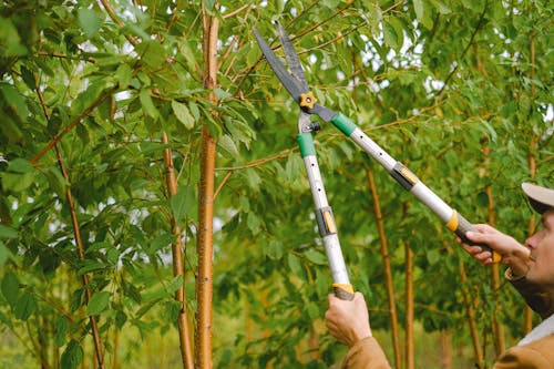 Side view of farmer with pruning shear trimming branches of tree with green leaves in orchard