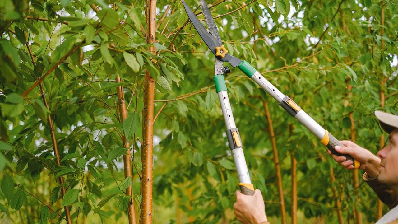 Tree Trimming & Pruning — Tree Services & Landscaping, Holland MI