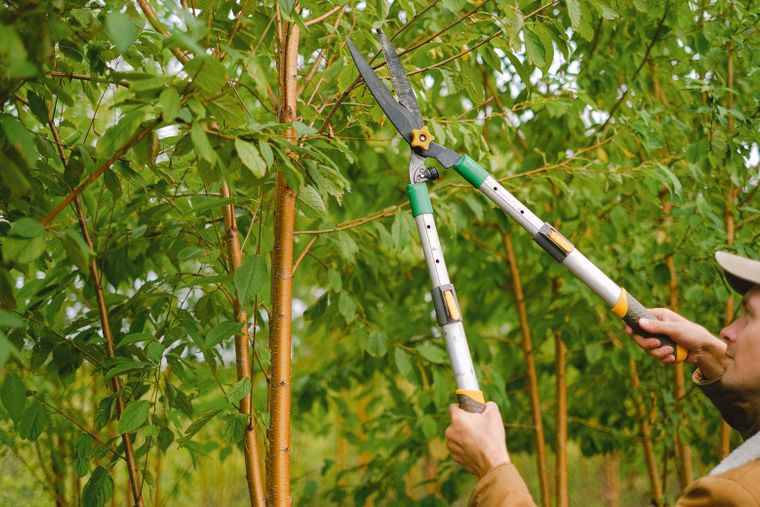 Secateurs making a cut on a leafy branch