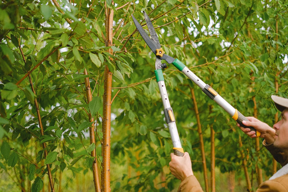 Free Side view of farmer with pruning shear trimming branches of tree with green leaves in orchard Stock Photo