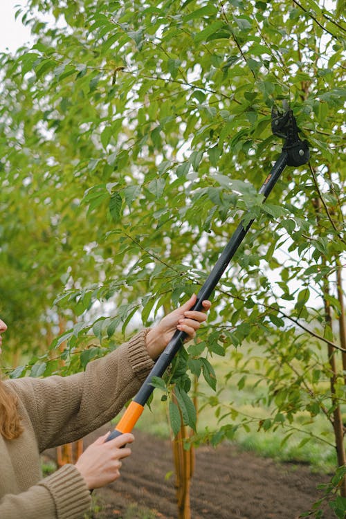 Free Crop anonymous female farmer with pole pruner cutting sprigs of tree growing in field Stock Photo