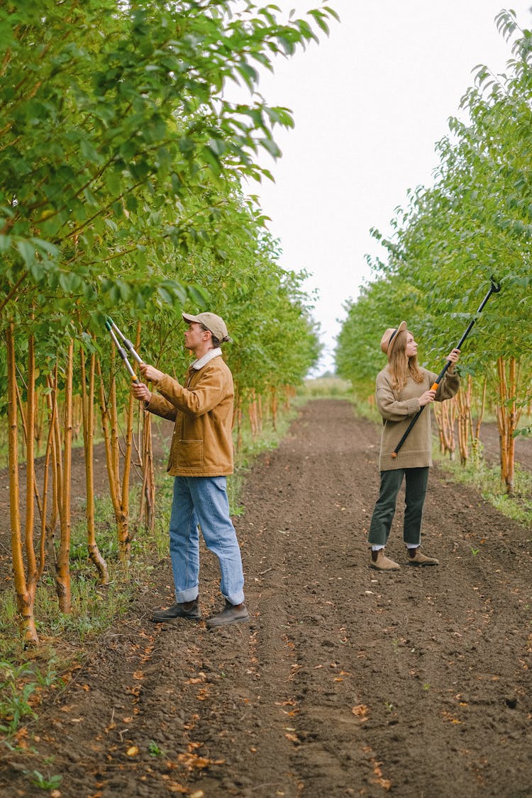 Gardeners With Secateurs And Pole Pruner Making Tree Crowns