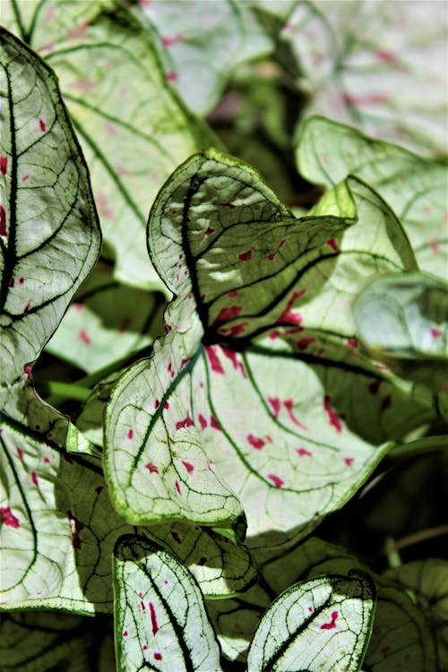 Fotos de stock gratuitas de hojas, planta, verde