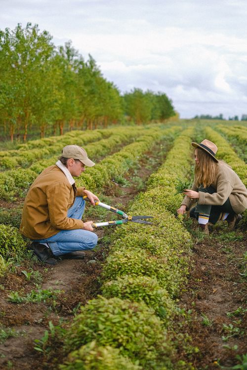 Cuting Farm Couple of farmers cutting bushes · Free Stock Photo