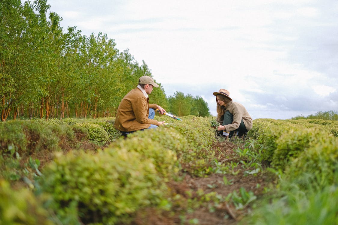 Free Ground level side view of woman and man with secateurs squatting near green bushes with tools while working on farm Stock Photo