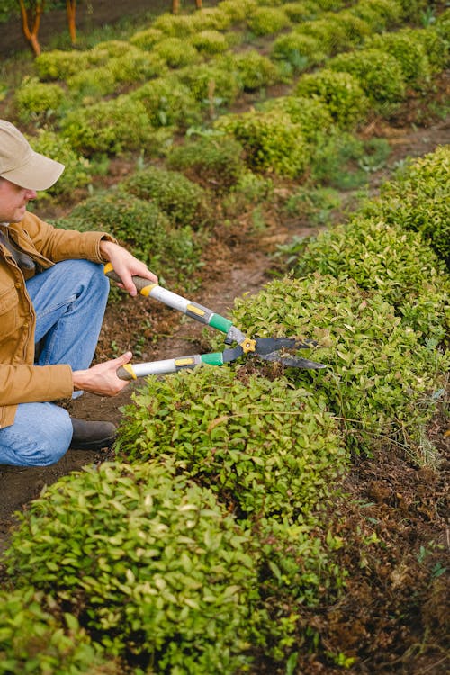 Crop gardener cutting bush on farm