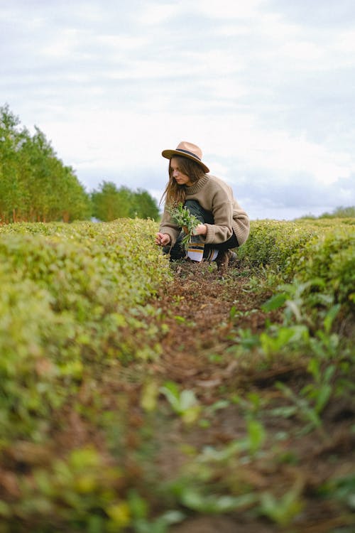 Ground level perspective view of female gardener picking sprouts of green plant while working on agricultural field in countryside during harvest season