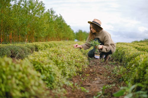 Woman working on plantation on ranch