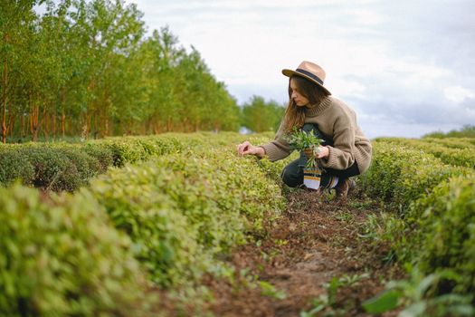乡村种植园里，一名戴着草帽的女农民正在收割香草