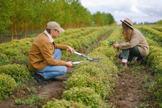 Side view full body of woman and man with pruner cutting green bushes while working in agricultural field during harvest season