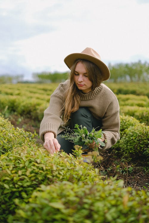 Busy female gardener wearing hat squatting between rows near green shrub and picking leaf from plant while working in agricultural field on blurred background