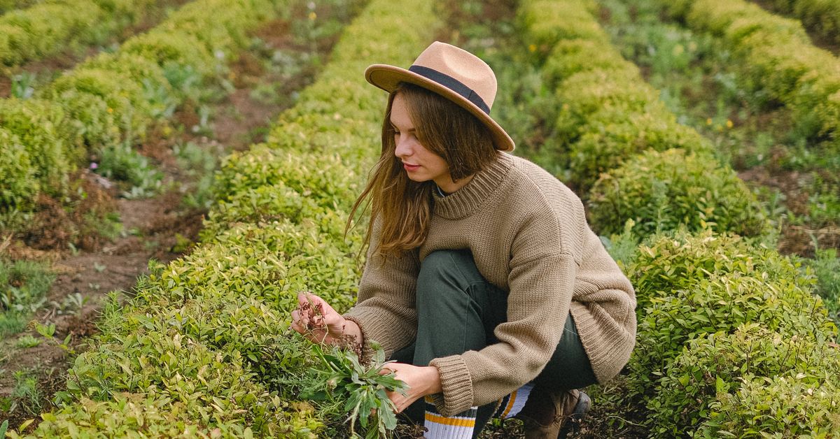 A grower harvesting fresh herbs by hand in a field