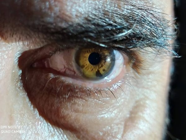 Neatly trimmed hedges along a property border