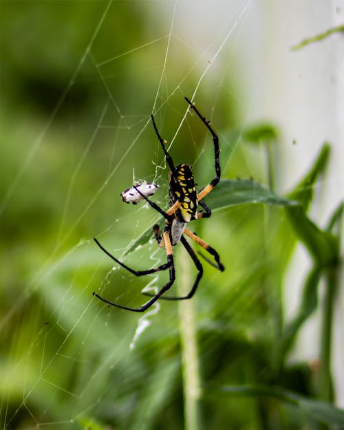 Black and Yellow Spider on a Web