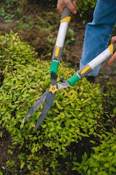 From above of unrecognizable gardener with pruner shear standing near green plant while working in agriculture field during seasonal work with the Quote "Fans don't boo nobodies." written on it and have average color value #535A2B