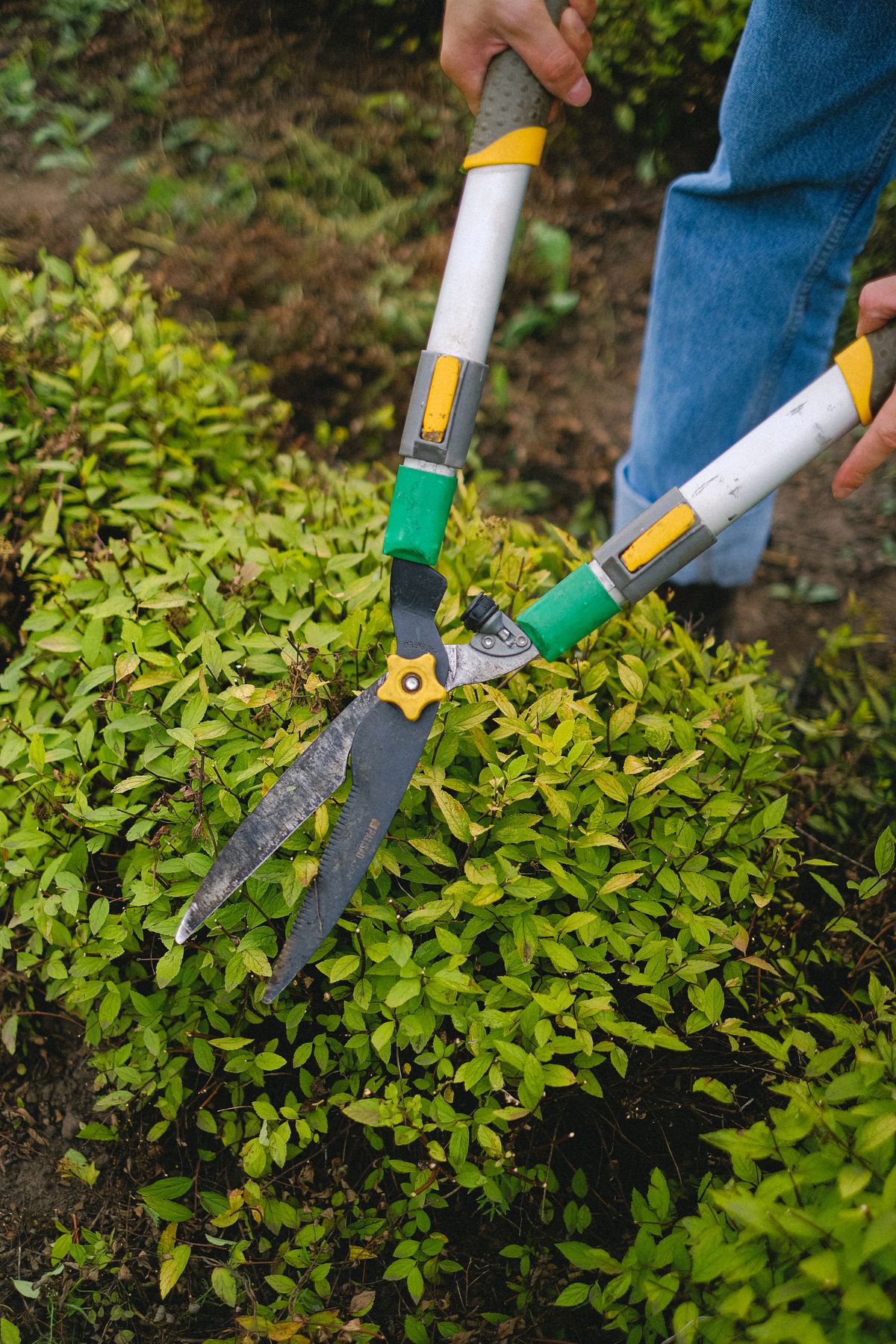 A gardener pruning a leafy shrub with secateurs