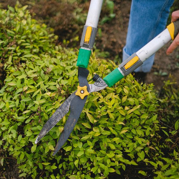 Hedge Shears