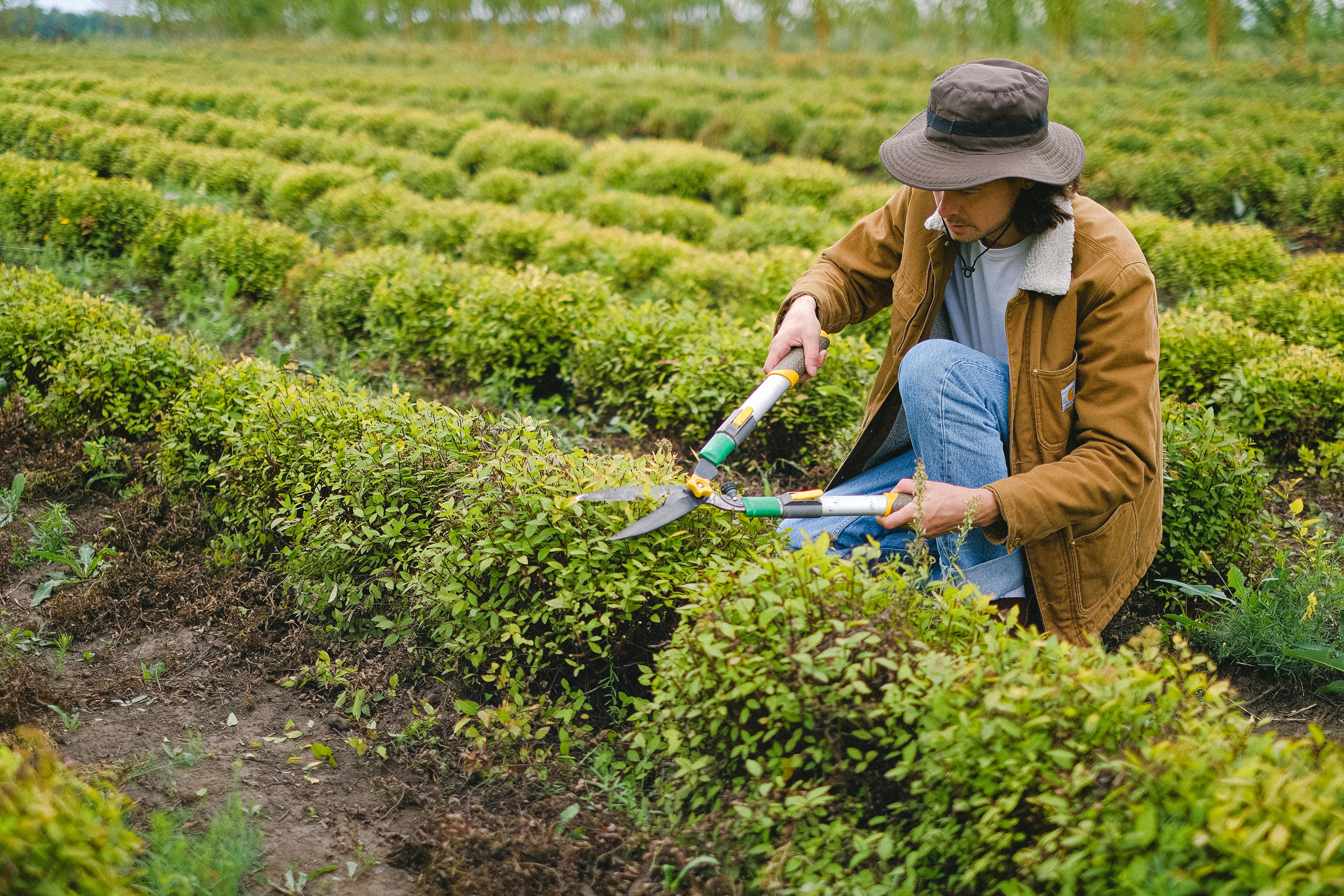 Techniques de Bouturage Pas à Pas