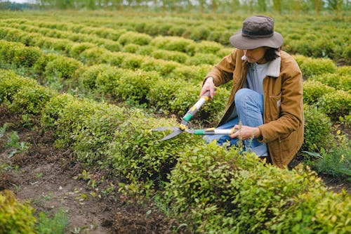 Side view of male gardener wearing hat squatting at green plant with pruner shear while cutting leaves of bush on plantation