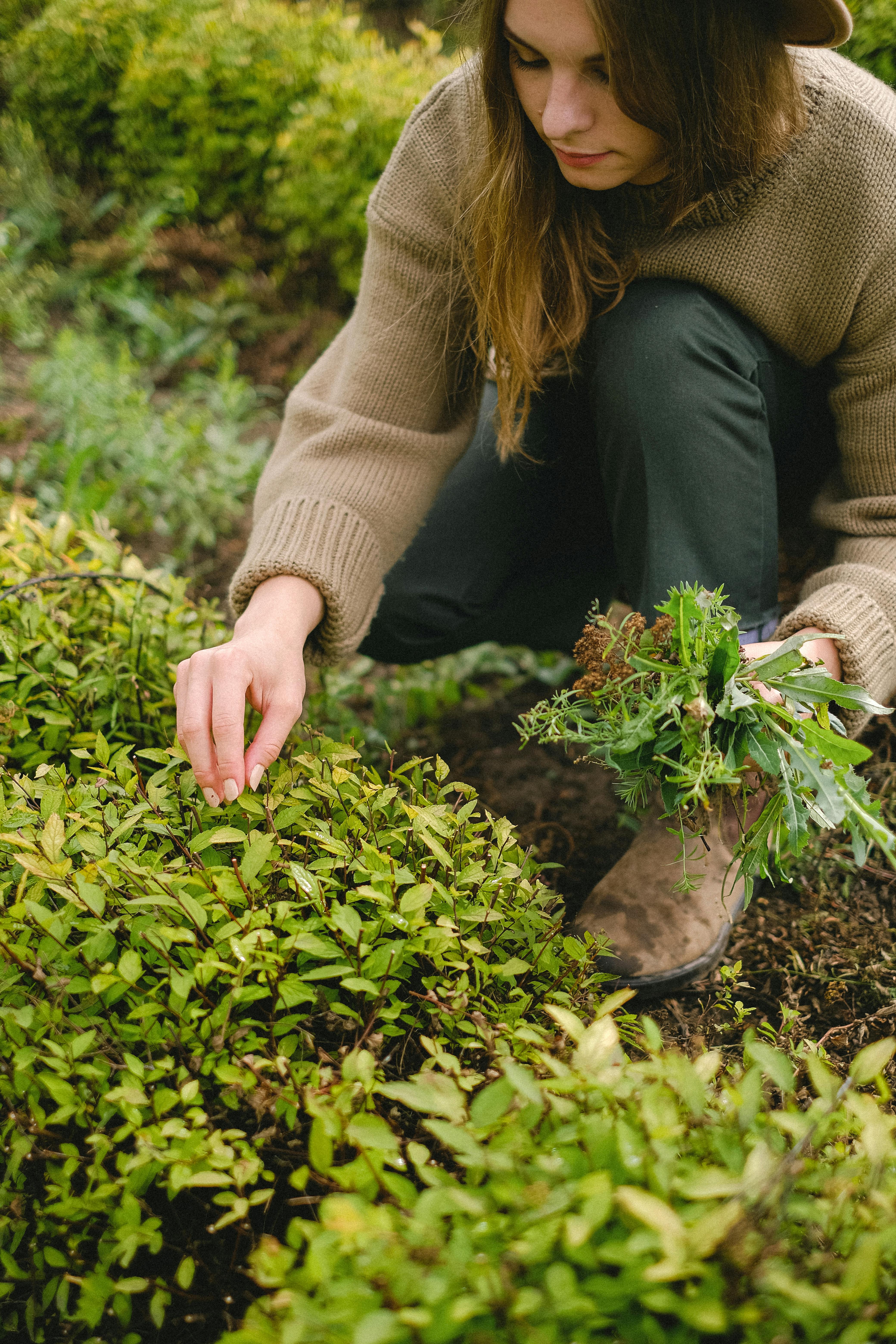 crop woman collecting seedling from bush