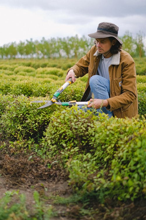 Male farmer tending seedlings with secateurs growing in rows of agricultural field in countryside