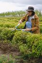 Male farmer tending seedlings with secateurs growing in rows of agricultural field in countryside