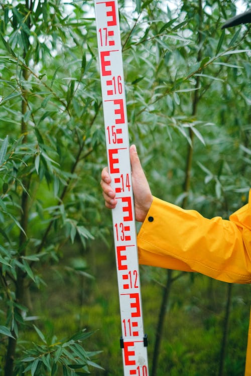 Person with ruler inspecting height of plants