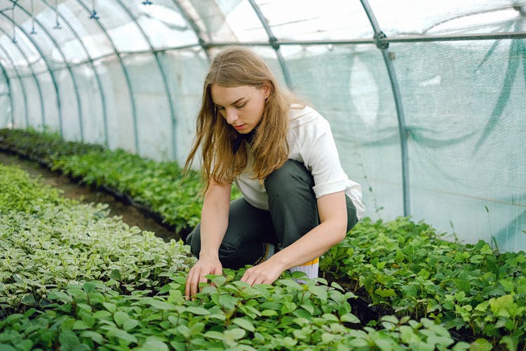 Woman Taking Care Of Green Plants