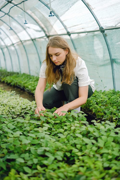 Full body of woman checking foliage of plants sprouts growing in agricultural complex