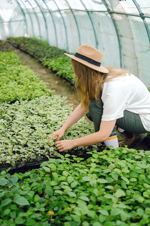 Farm worker planting seedling in greenhouse