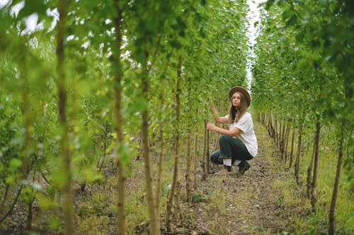 Perspective view full body of female farmer in hat squatting near green bushes with foliage between rows of plants while working on plantation