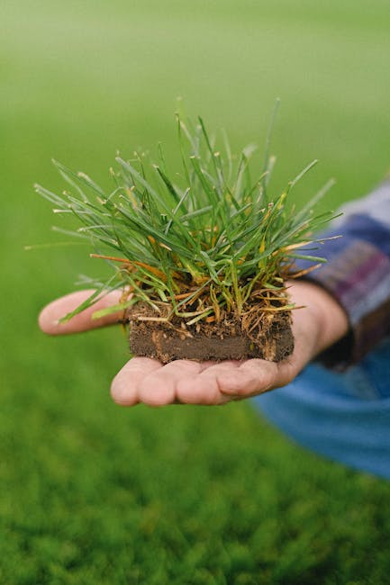 كيفية صيانة والعناية بالحديقة التي تحتوي على عشب طبيعي في خميس مشيط - أهمية تجهيز الأرض قبل زراعة العشب الطبيعي