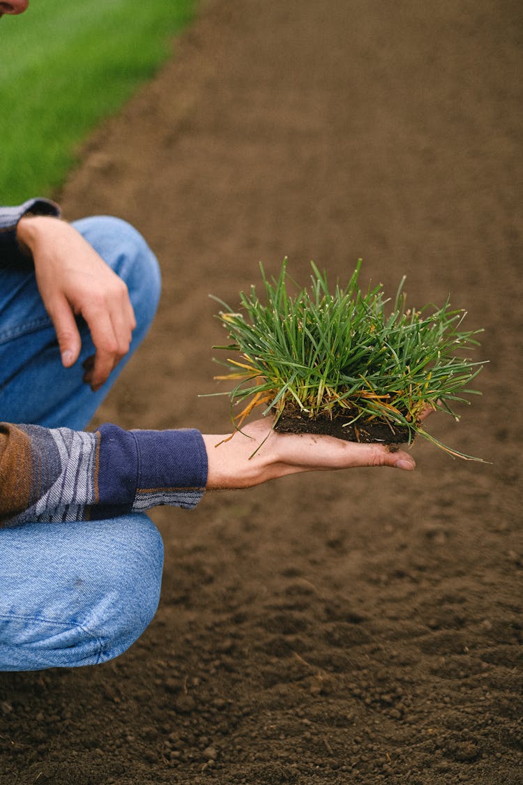 Crop Gardener With Piece Of Sod On Hand